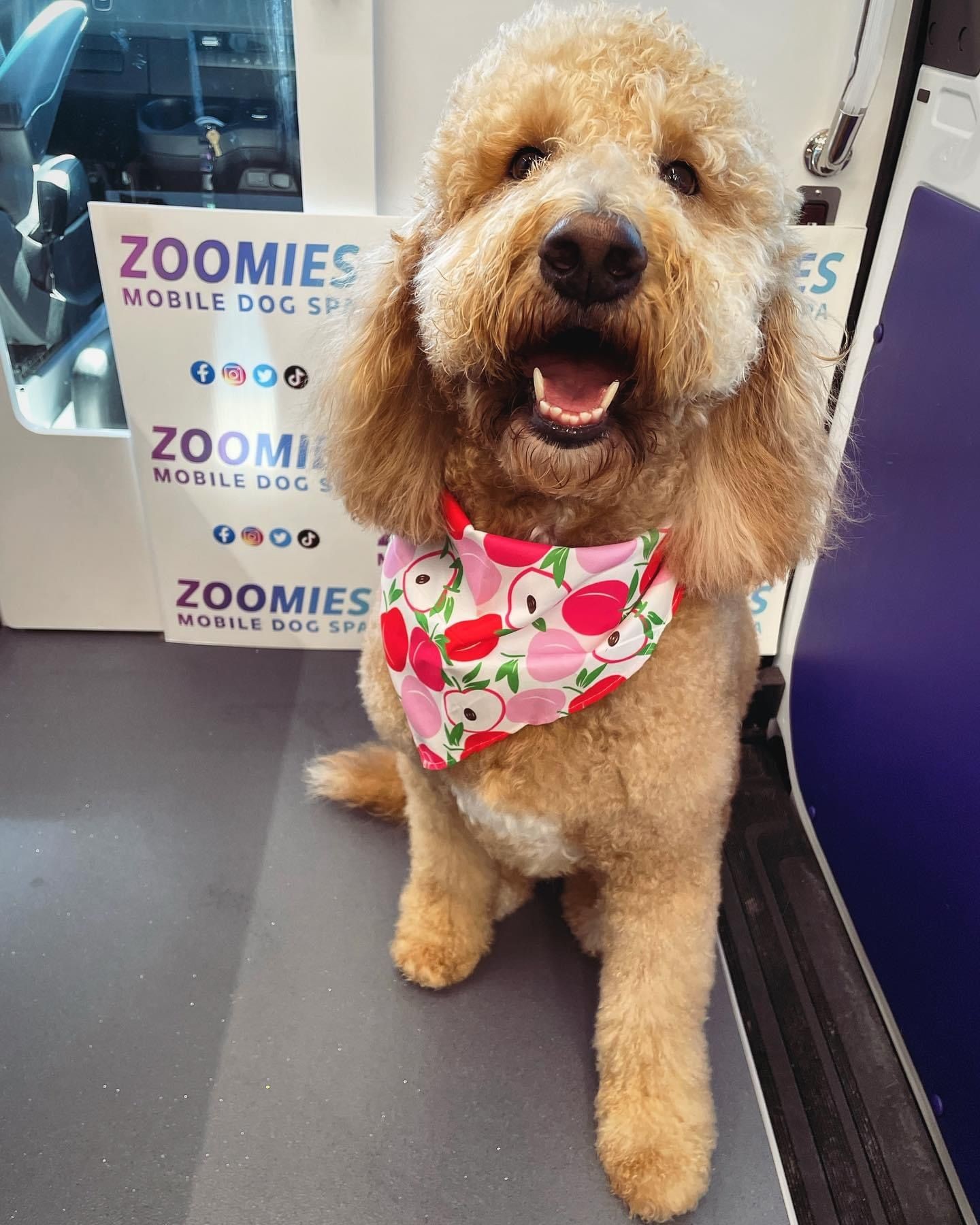 Happy dog with curly fur wearing a colorful bandana, sitting inside a mobile dog spa.