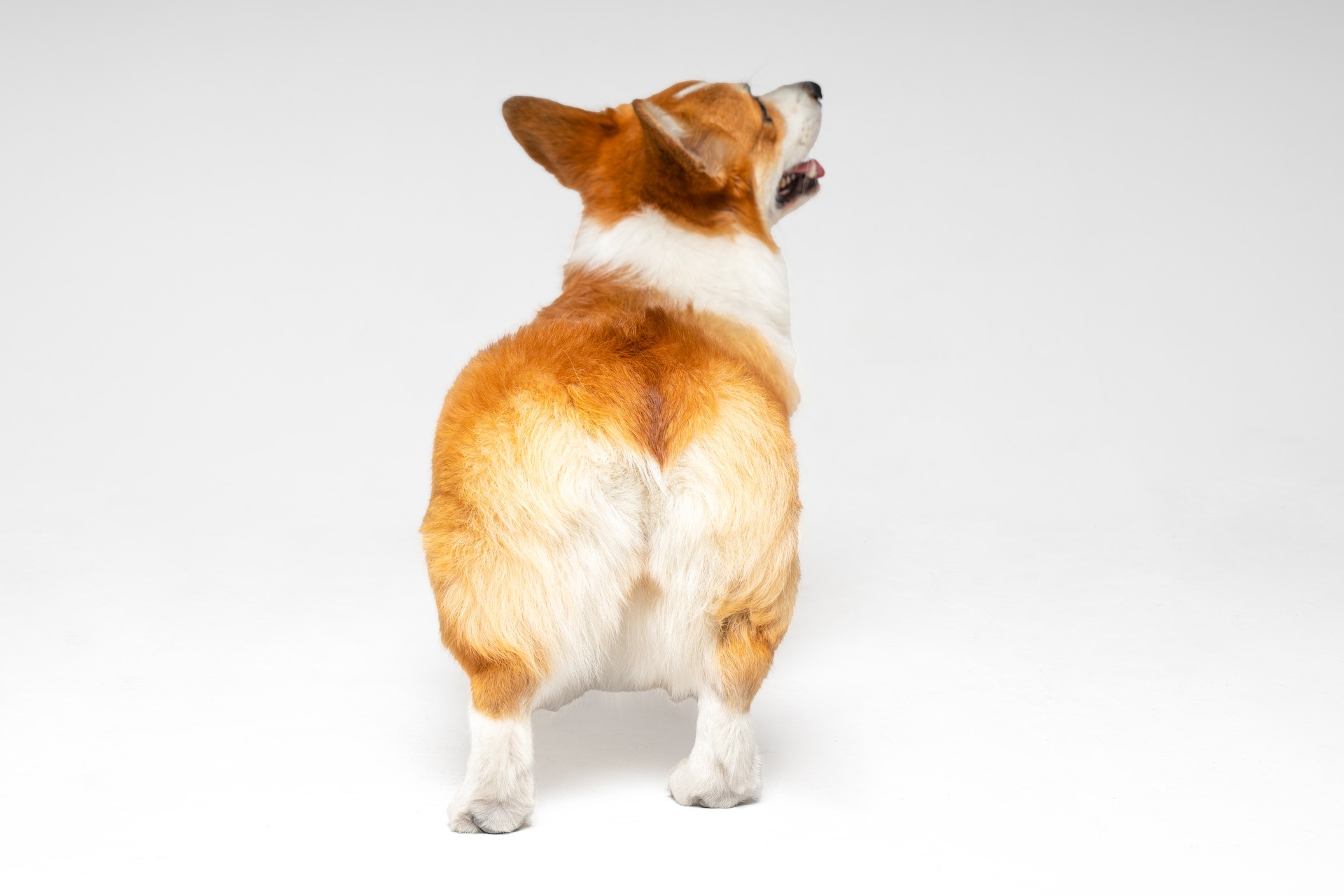 Funny clumsy Welsh corgi Pembroke or cardigan puppy stands and looks up on white background, view from the back. Furry cute buttocks of a pet looks like soft toy.