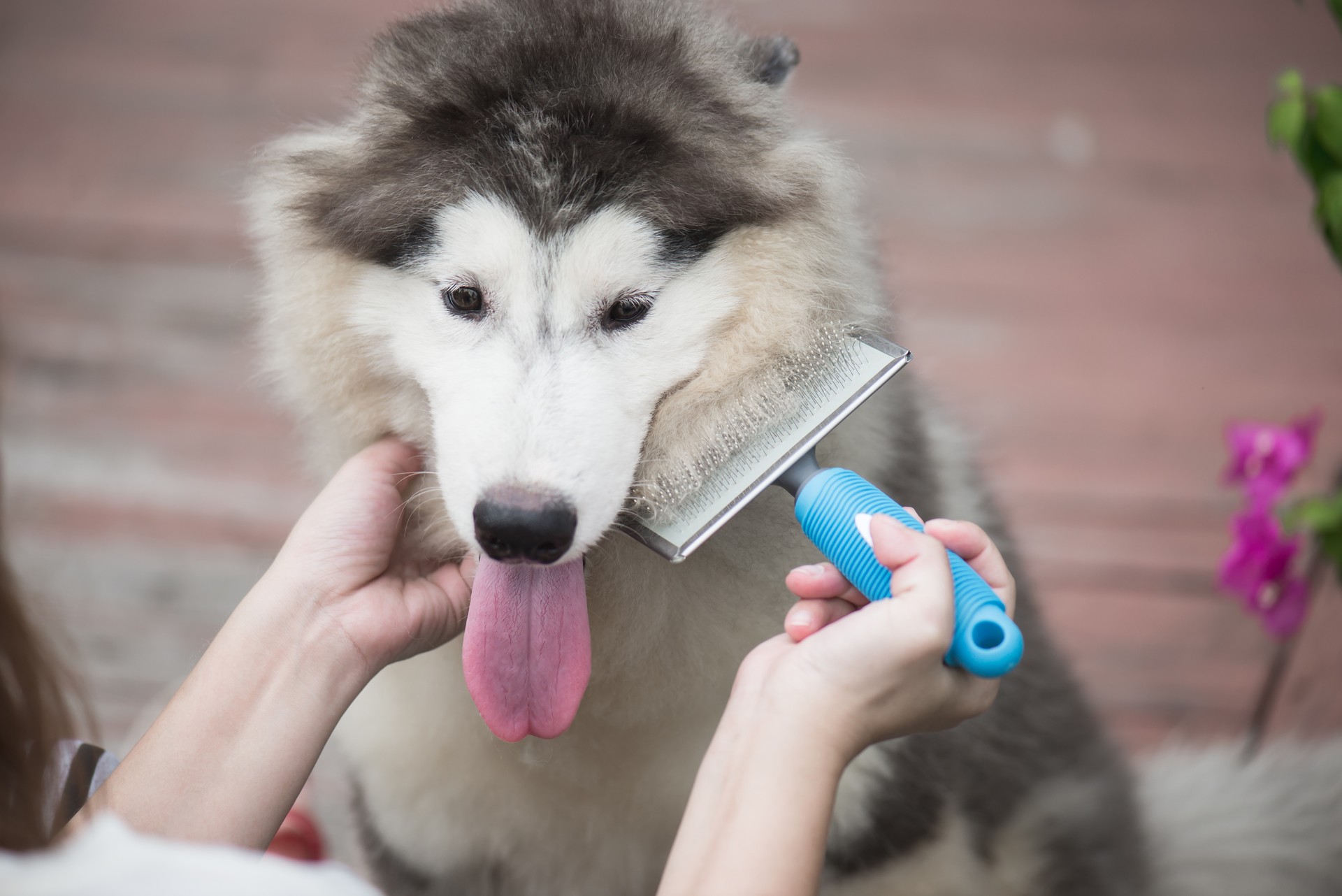 woman using a comb brush the siberian husky puppy