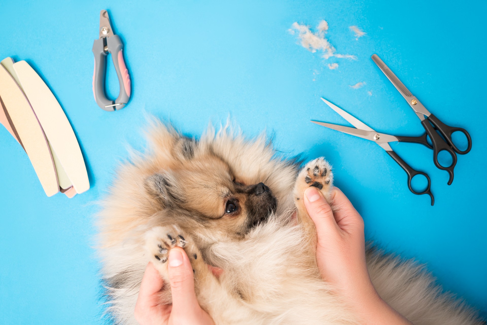 Cutting claws and haircut of dog paws at home, dog grooming, pomeranian care