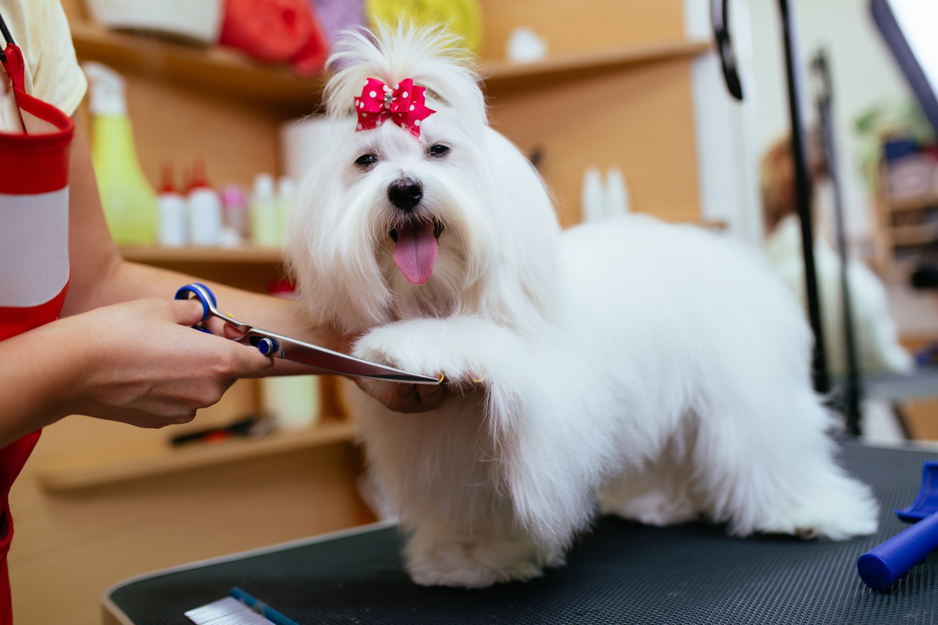 Grooming salon