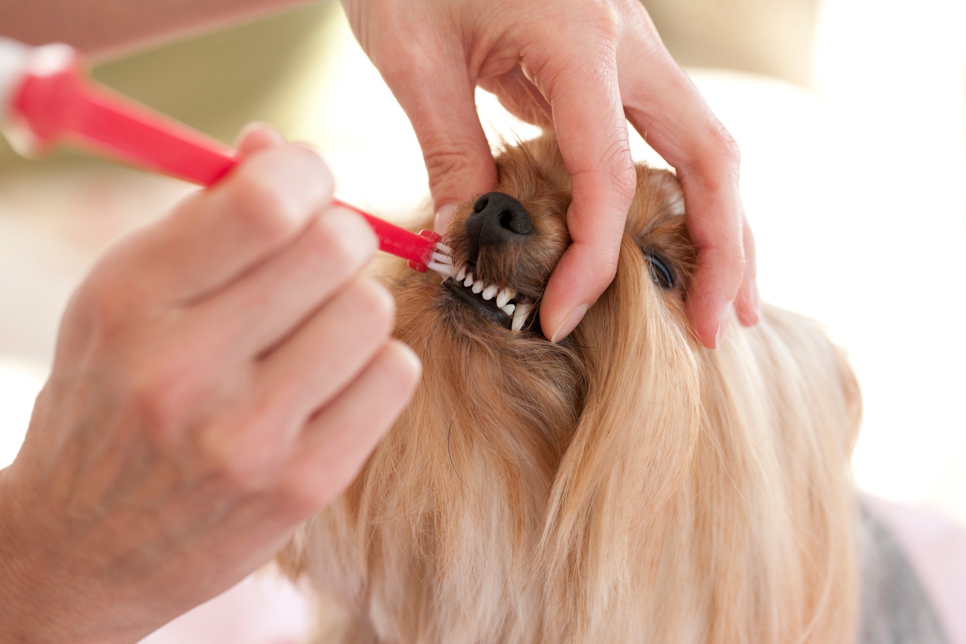 Yorkshire Terrier Dog having her Teeth Brushed