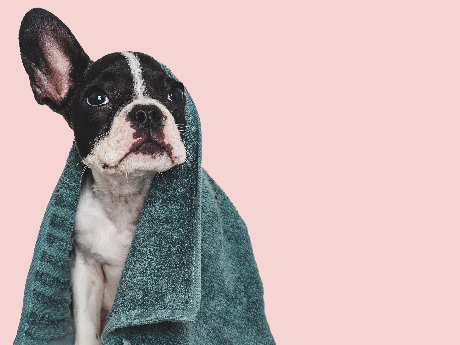 Cute brown puppy and blue towel. Close-up